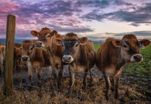 rancher-05